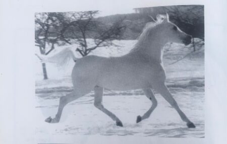 The Egyptian horse Hadban Anzahi the king who changed breeding  