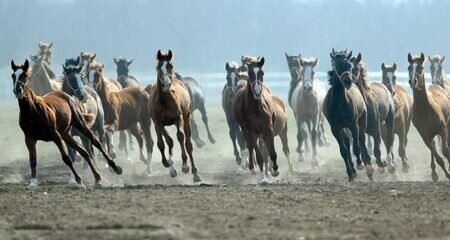 آلاف الخيول